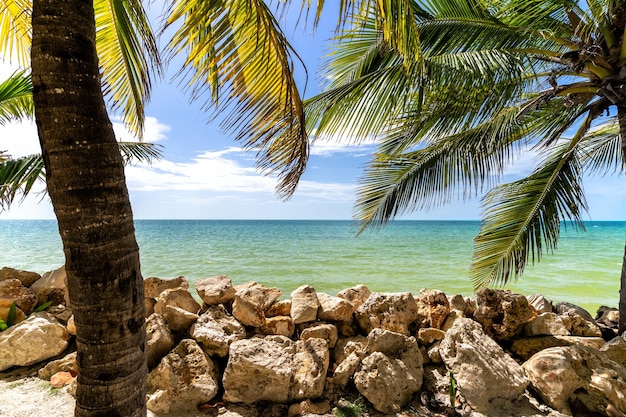 Caraïbisch strand met groen water en palmen in Cancun, Mexico