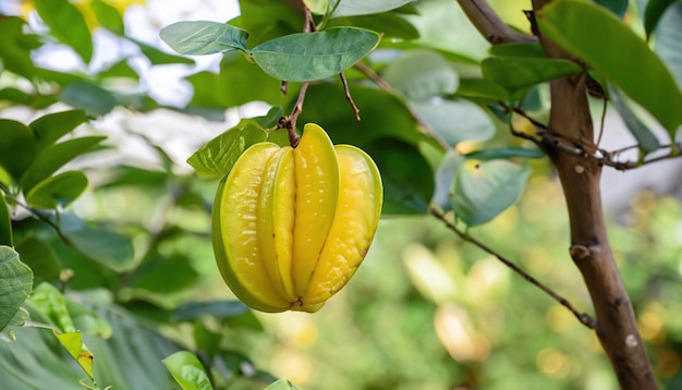 Carambola fruit hanging on the tree in the garden