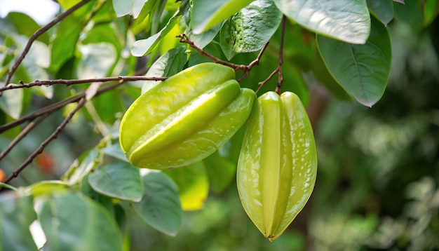 Carambola fruit hanging on the tree in the garden