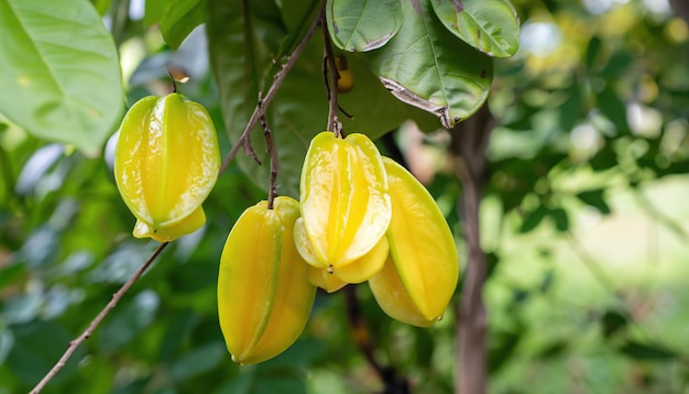 Carambola fruit hanging on the tree in the garden