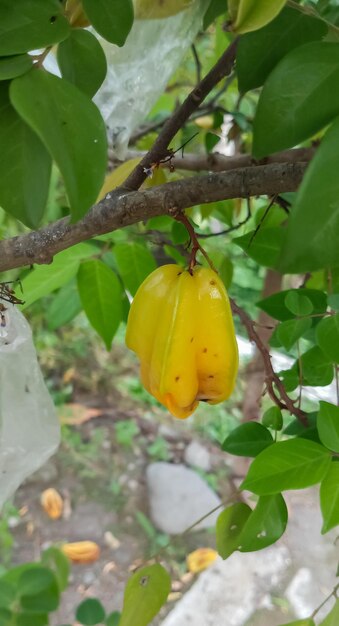 Photo carambola fruit