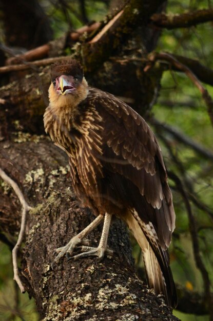 アルゼンチンのパタゴニアのカランチョ鳥が木の上に