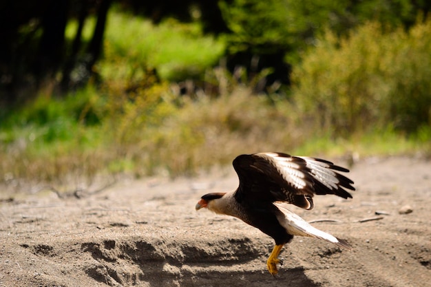 carancho or caracara taking flight from the ground