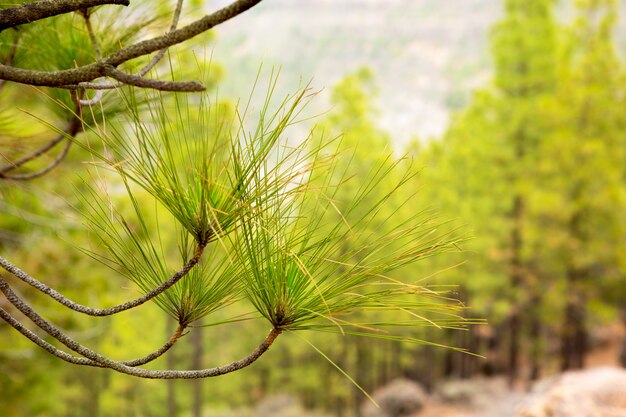 Carary pine laat naalden in Gran Canaria