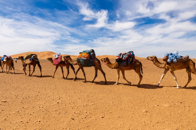 Cammelli da carovana nel deserto del sahara, in marocco