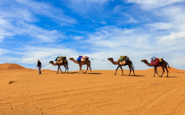 Cammelli da carovana nel deserto del sahara, in marocco