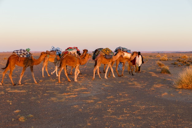 Caravan of camels in the Sahara desert