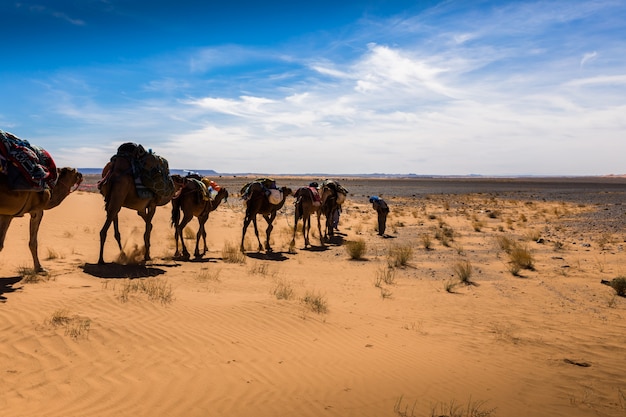 Caravan of camels in the Sahara desert