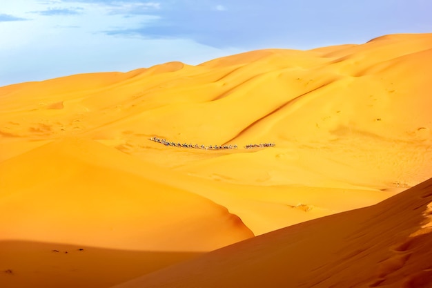 A caravan of camels among the sand dunes in the Sahara Desert Africa Morocco