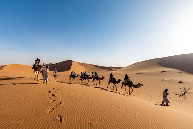 Una carovana di cammelli con una guida naviga attraverso il deserto fino al marocco