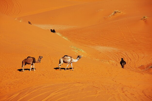 Caravan in de saharawoestijn