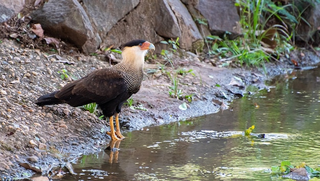 CarcarÃÂ¡, a species of bird of prey resting on the ground, natural light, selective focus.