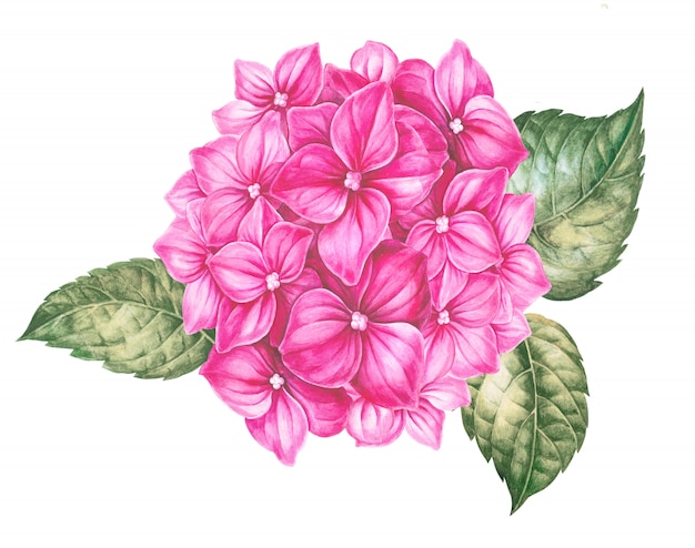 Photo card of pink hydrangea flowers.