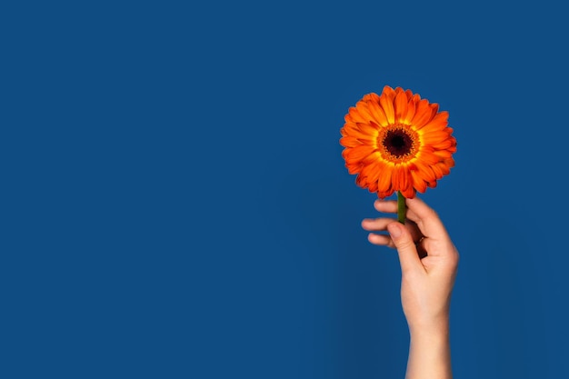 Photo card with orange gerbera in womens hand on classic blue background flat lay top view copy space