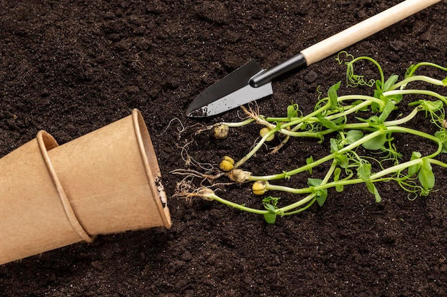 Cardboard cups and pea sprouts and a shovel on the soil