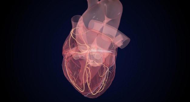 Cardiaal geleidingssysteem tijdens normale hartslag