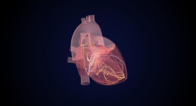 Cardiac Conduction System During Normal Heart Beat