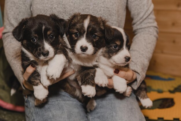 Foto corgi gallese cardigan