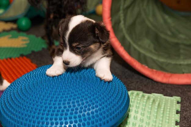 Cardigan welsh corgi