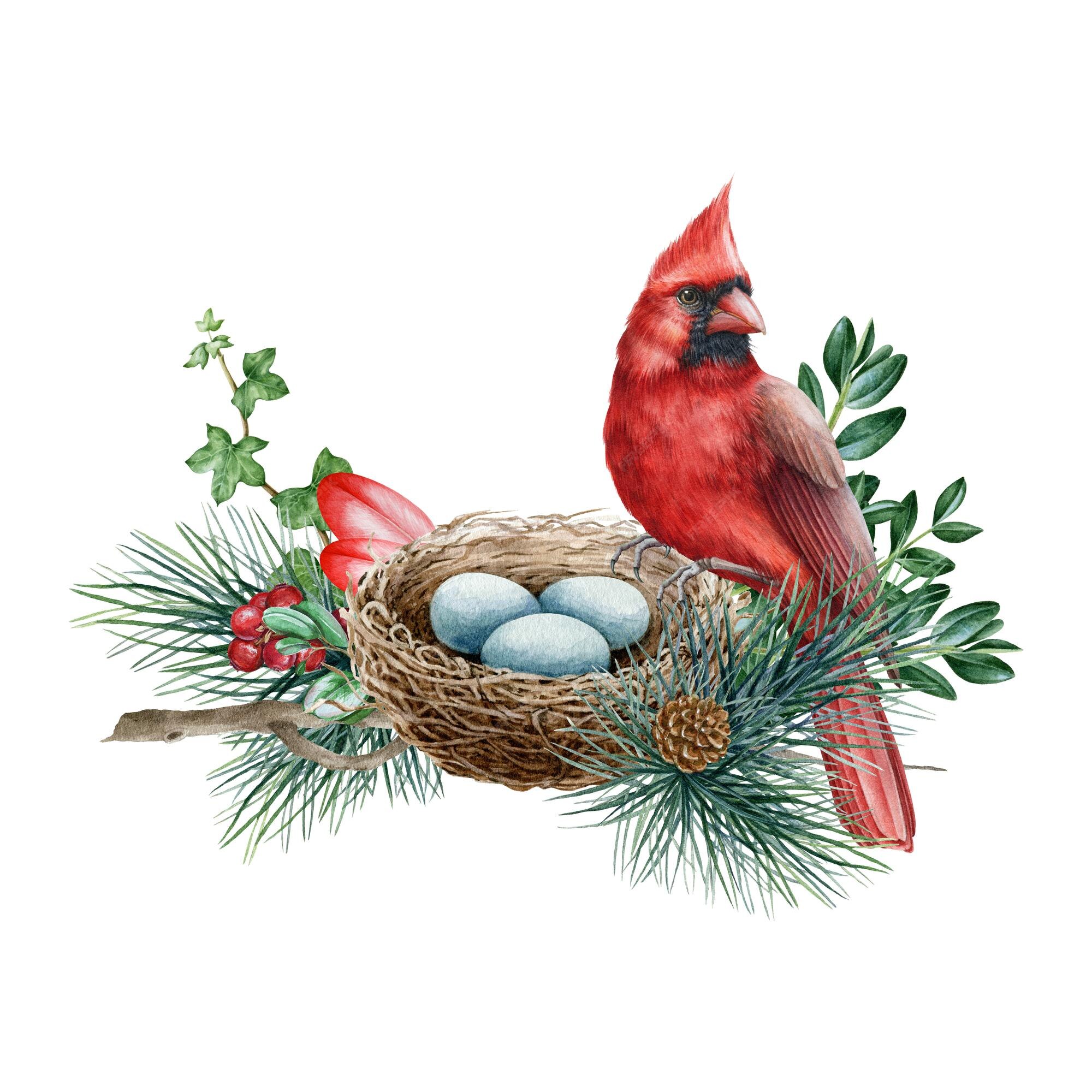 Premium Photo | Cardinal bird on the nest in pine branches watercolor  illustration red cardinal on the nest