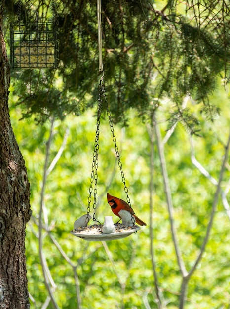 Foto il cardinale appoggiato su un albero