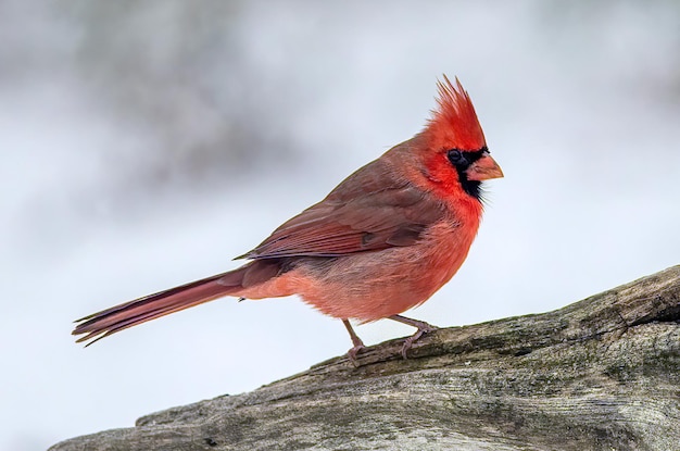 Photo cardinal resting on wood