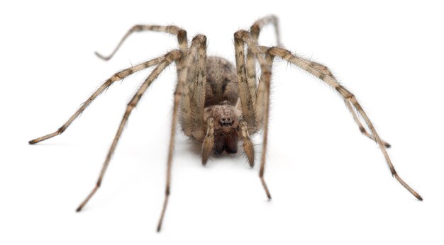 Кардинальный паук - Tegenaria parietina, изолированный на белом