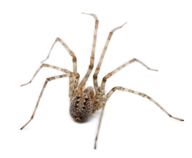 Cardinal spider - Tegenaria parietina, isolated