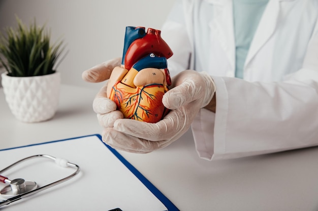 Photo cardiologist holding an anatomical model of the heart healthcare concept