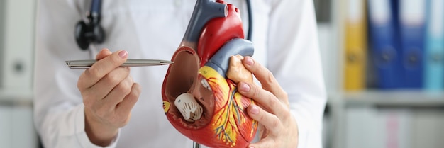 Cardiologist shows the structure and anatomy of human heart