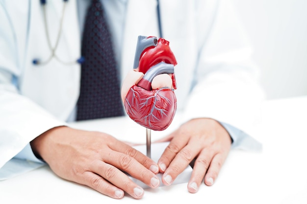 Cardiovasculaire aandoeningen CVD-arts met hart menselijke model anatomie voor de behandeling van patiënt in het ziekenhuis