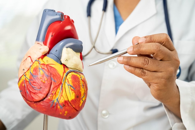 Cardiovasculaire aandoeningen CVD Aziatische arts met een menselijk anatomie model voor het leren en behandelen van hart- en vaatziekten