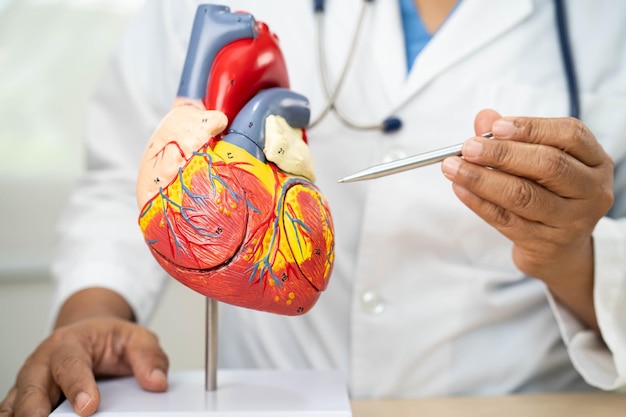 Cardiovasculaire aandoeningen CVD Aziatische arts met een menselijk anatomie model voor het leren en behandelen van hart- en vaatziekten