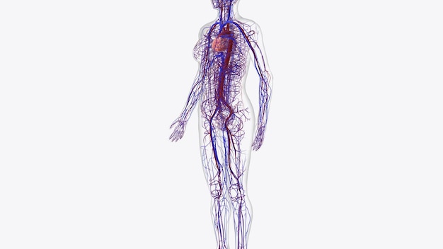 Foto il sistema cardiovascolare è costituito dalle arterie cardiache, dalle vene e dai capillari