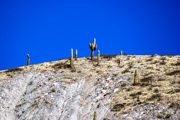 Photo cardons over the hills