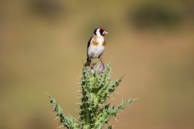 Carduelis carduelis - De Europese distelvink of cardelina is een zangvogel die behoort tot de familie van de vinken.