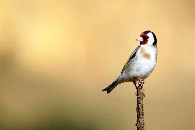 Photo carduelis carduelis - the european goldfinch or cardelina is a passerine bird belonging to the finch family.