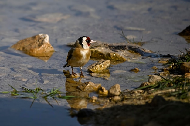 Carduelis carduelis  The European goldfinch is a passerine bird belonging to the finch family