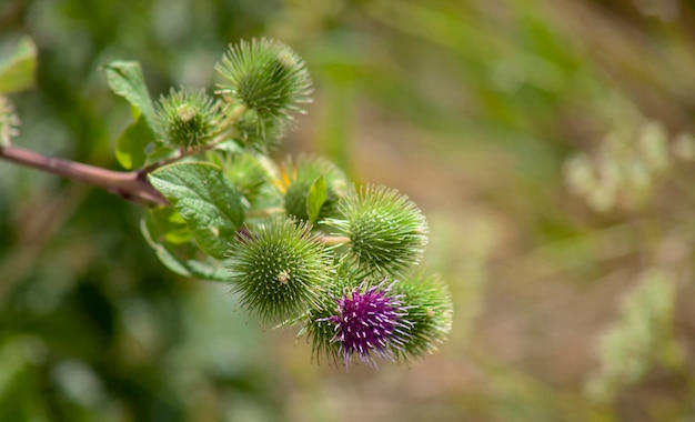 Carduus acanthoides a weed in which the flower is a honey bee