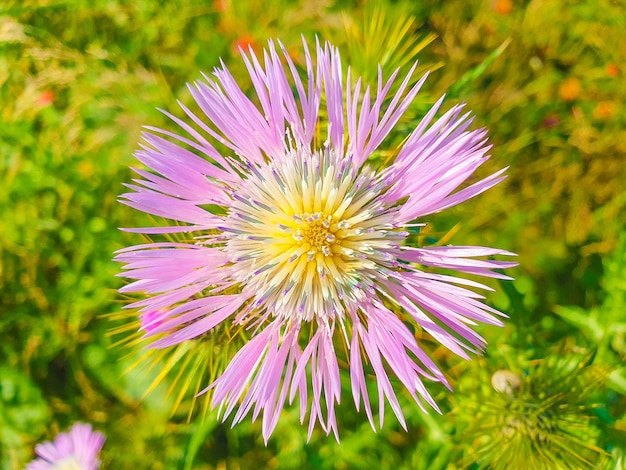 Carduus pycnocephalus、el Cardo negro o cirsium vulgare