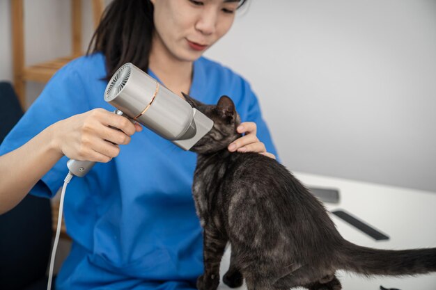 猫の世話 ペットの美容院での猫のグルーミング 獣医のトリマーが猫のために乾かす