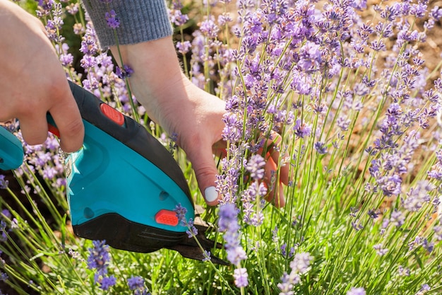 剪定はさみでラベンダーの花序をカットしたフレンチラベンダー植物の手入れと栽培をクローズアップ