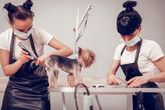 Care of dog. Two hard-working women wearing uniform shaving and taking care of cute dog