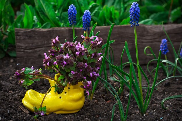 Care of ornamental flowers in pots