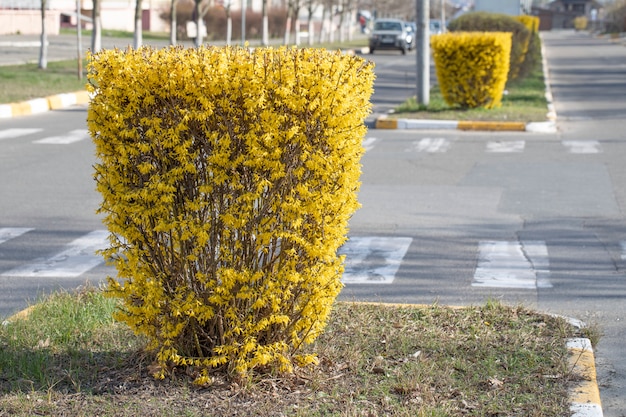 丁寧に手入れされた街路樹のレンギョウの茂み