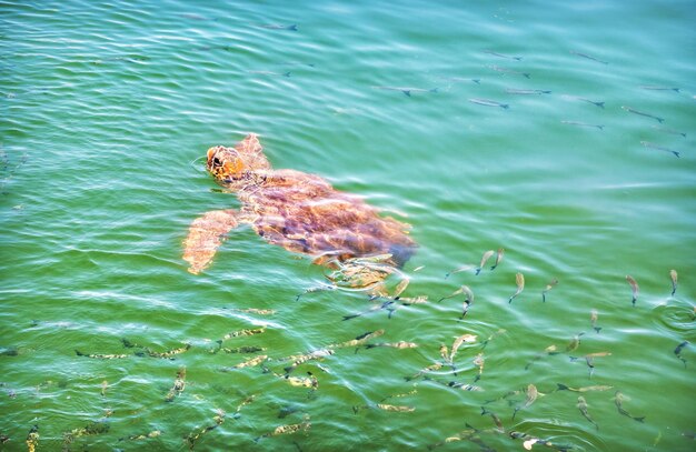 Caretta Caretta Sea Turtle at Iztuzu Beach Turtle Beach Dalyan River 지중해 Marmaris 터키