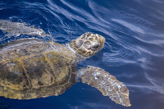 Caretta-schildpad bij het zeebodem om te ademen