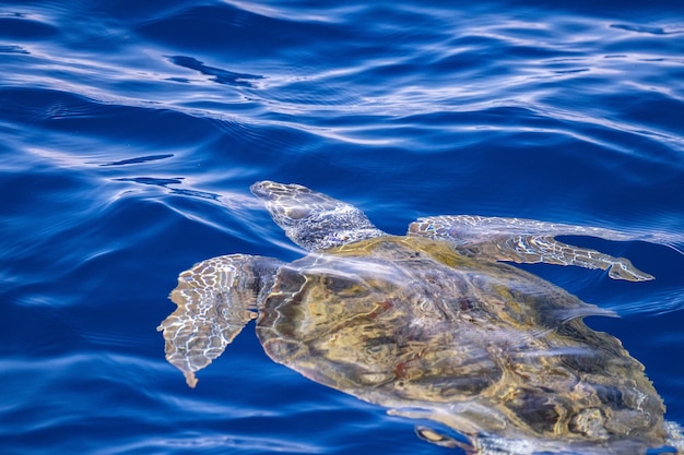 Caretta-schildpad in de buurt van het zeeoppervlak om te ademen