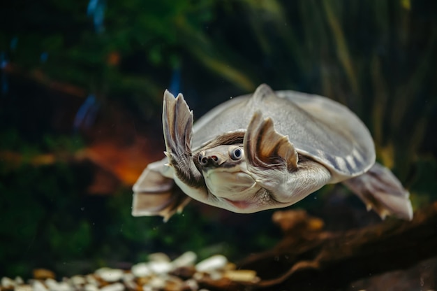 Carettochelys insculpta. De vrolijke schildpad zwemt onder water. Grappige dieren.