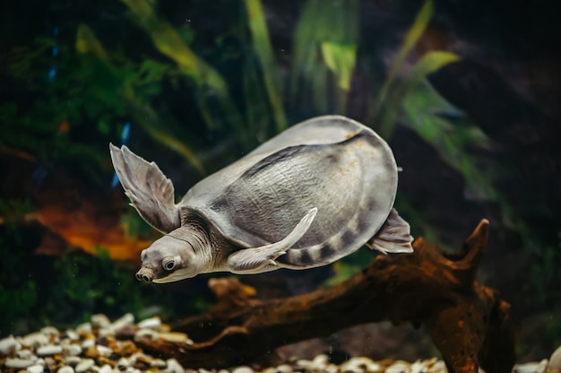 Carettochelys insculpta。陽気なカメは水の下を泳ぎます。変な動物。